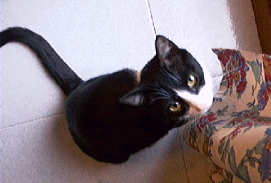 Yes, you're cute but, no, you can't have my supper.