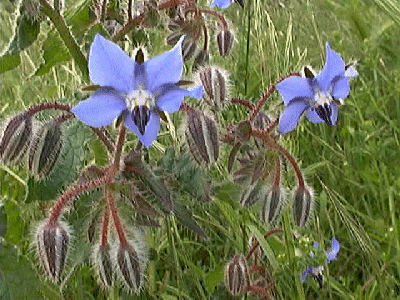 Listen...to what the flower people say.