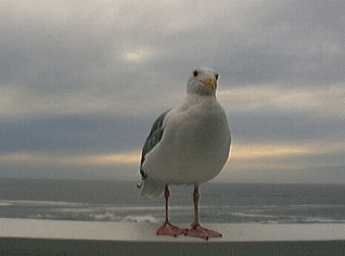 Seagull, you fly...across the horizon