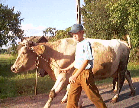 Hey, man, nice cow.