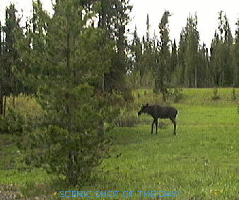 This is a moose.