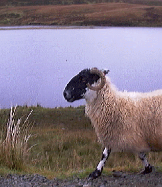 If Sly Stallone had a sheep, would he name it 'Rambo?'