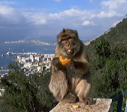'Rock ape,' my tuckus -- you're just a monkey, pal.