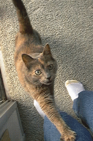 Sheebasheebasheebasheeba....