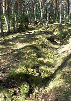 In the Polish forest.